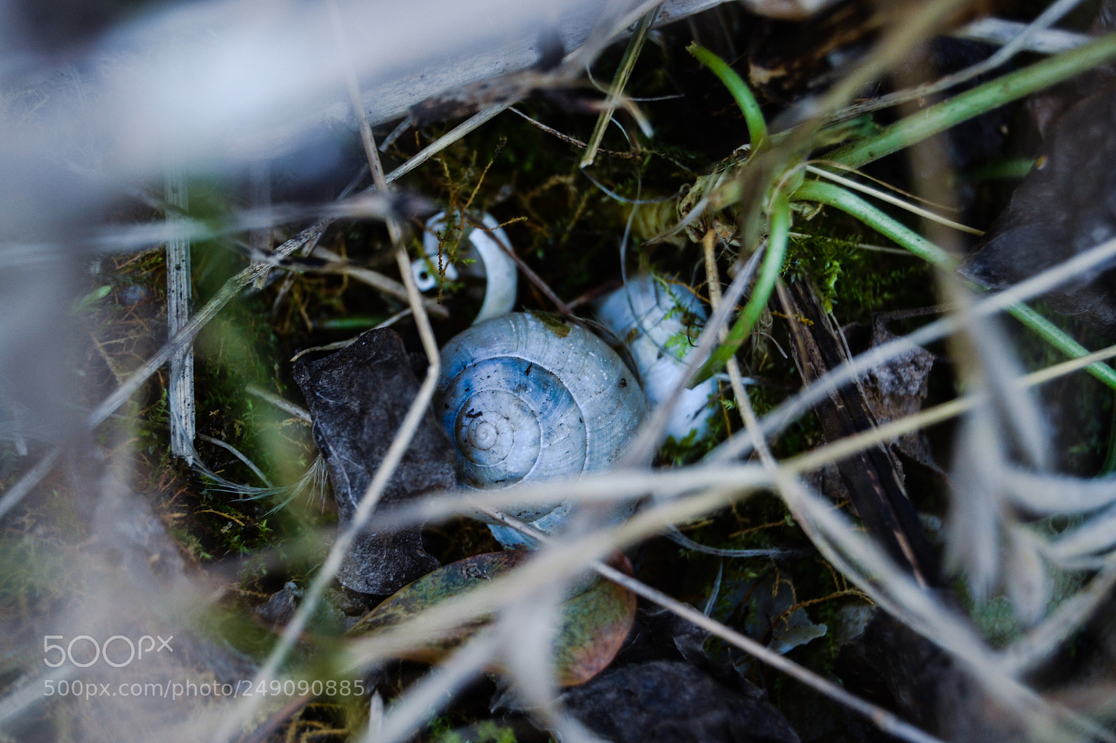 Nikon D3100 sample photo. Shell photography