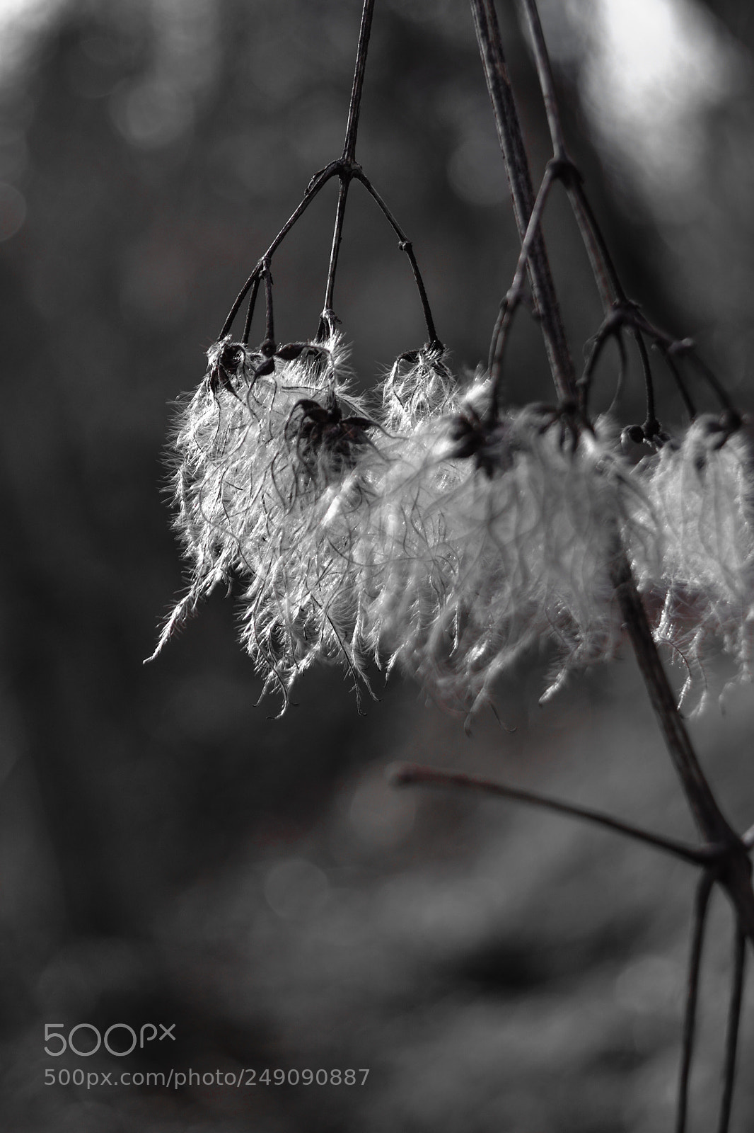 Nikon D3100 sample photo. Waldrebe monochrome photography