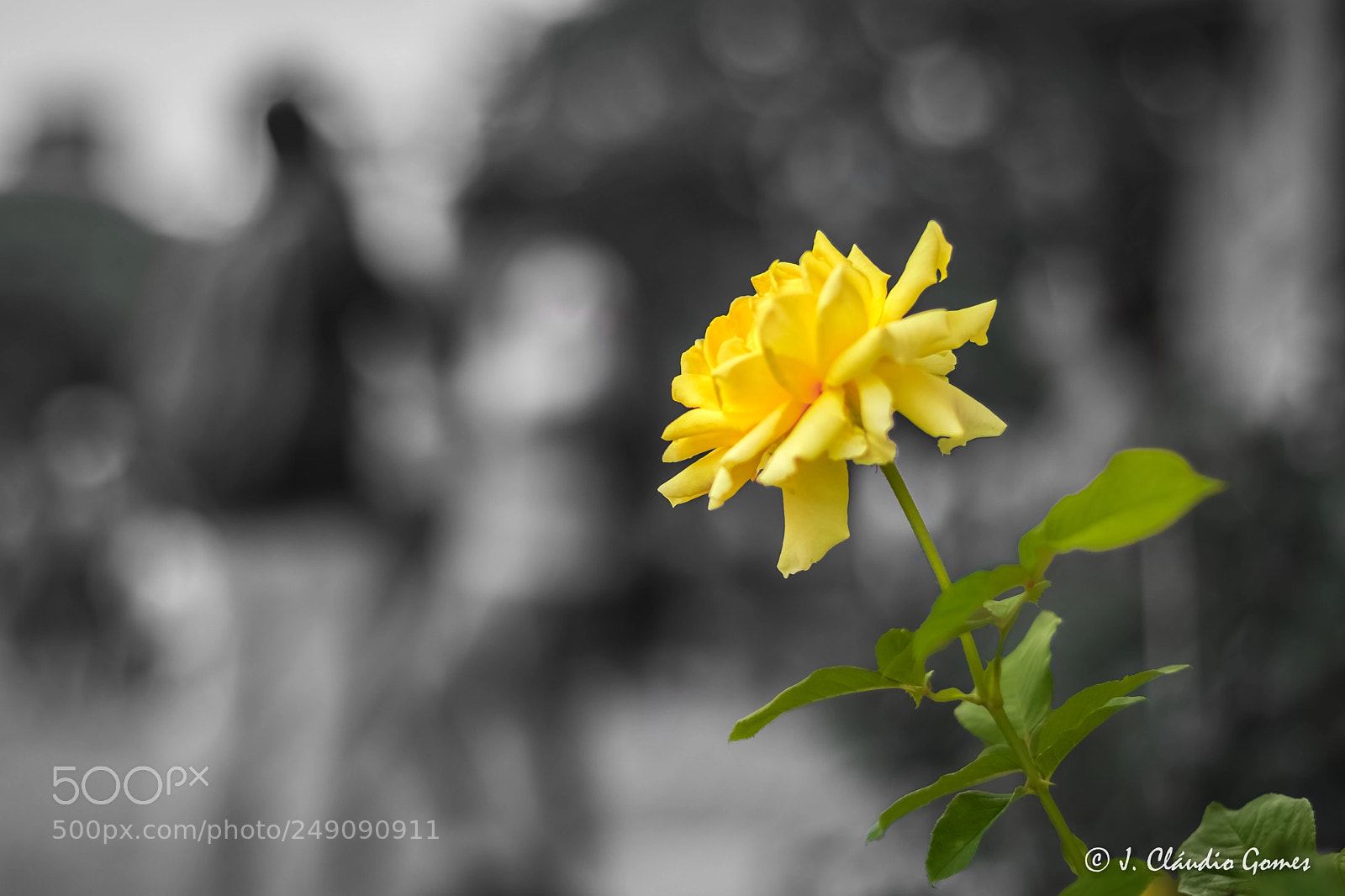 Canon EOS 80D sample photo. Yellow rose photography