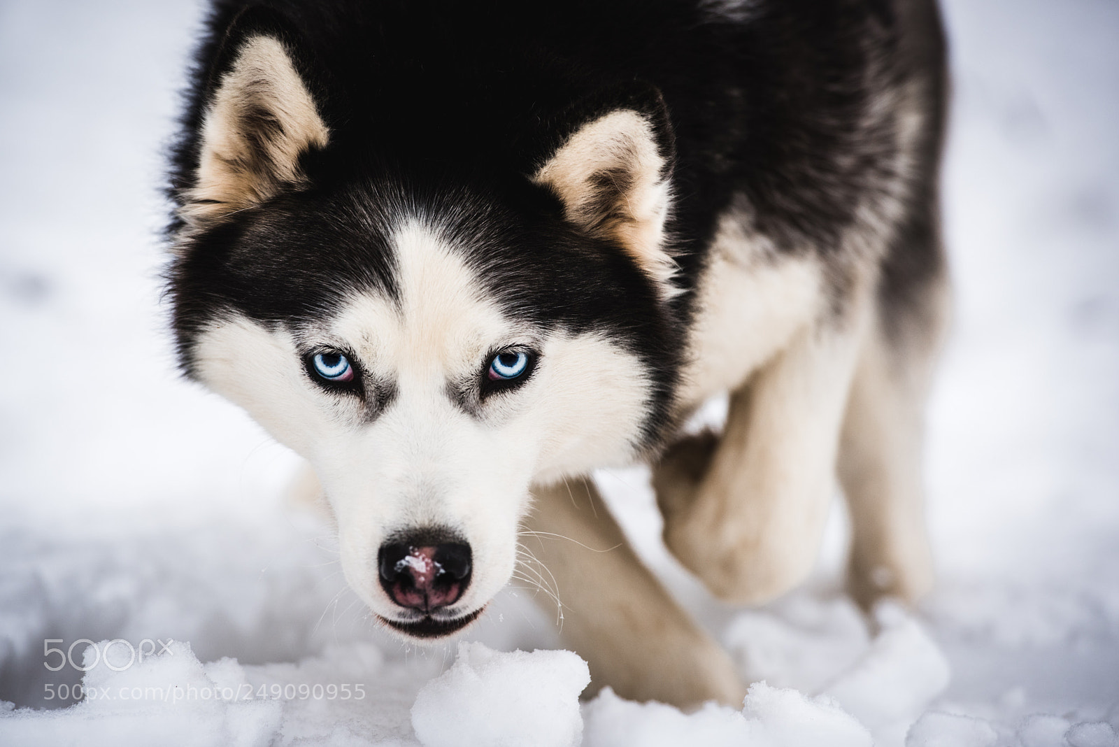 Nikon D810 sample photo. Tessa photography