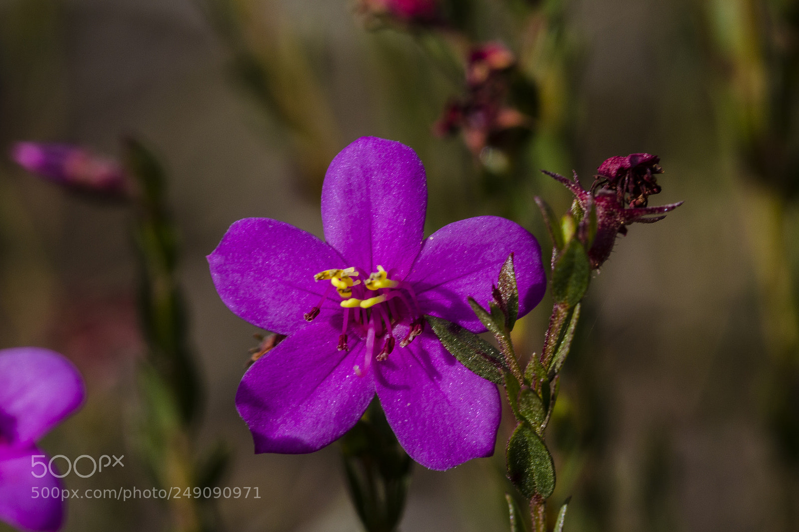 Canon EOS 60D sample photo. Flores do cerrado photography