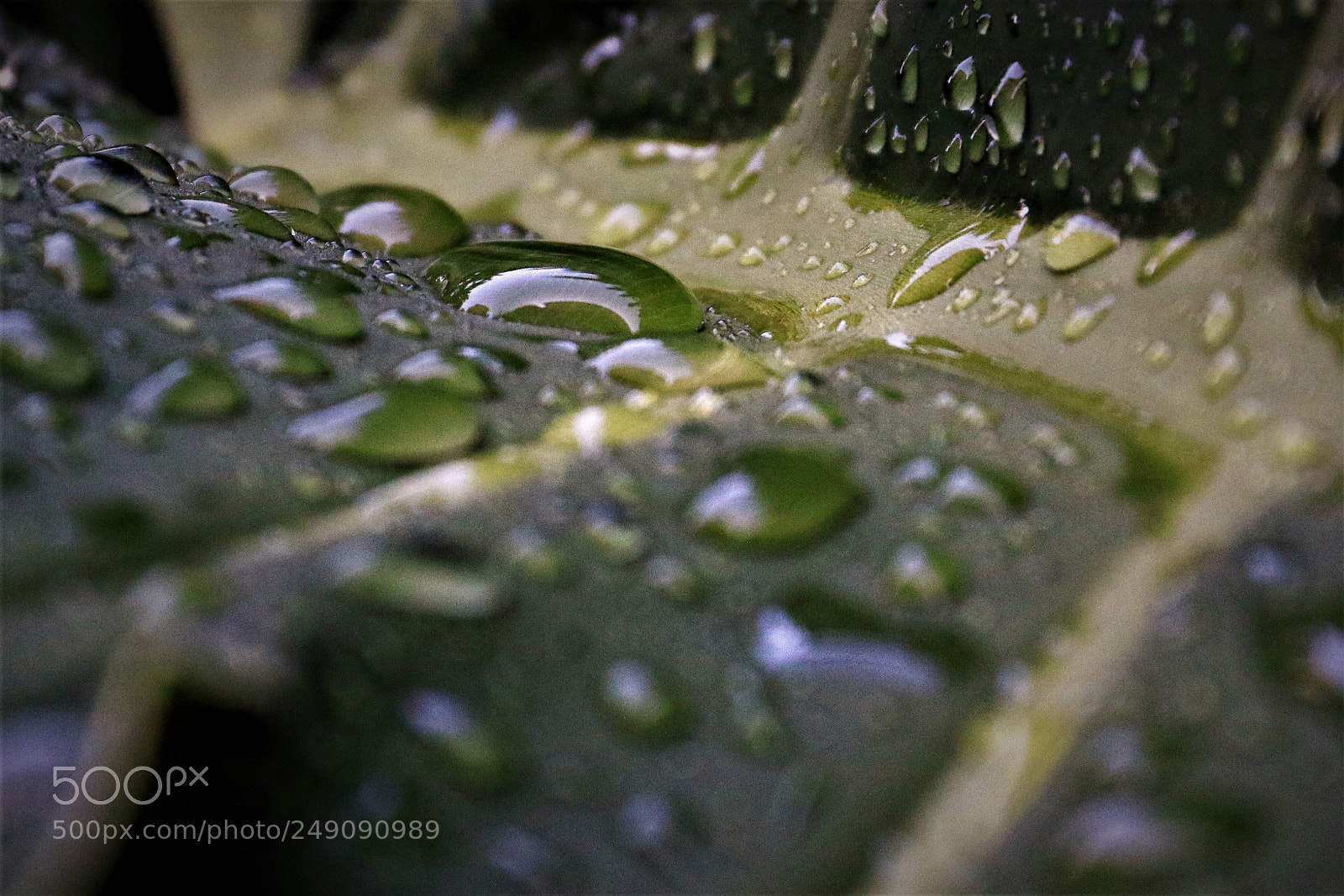 Canon EOS 7D Mark II sample photo. Vain drops photography