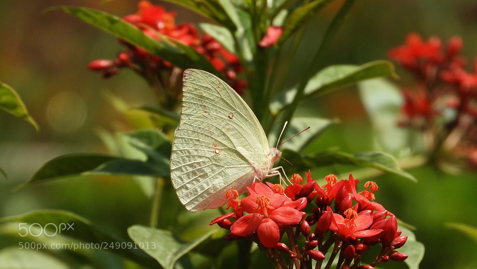 Nikon Coolpix B700 sample photo. Enjoying nectar photography