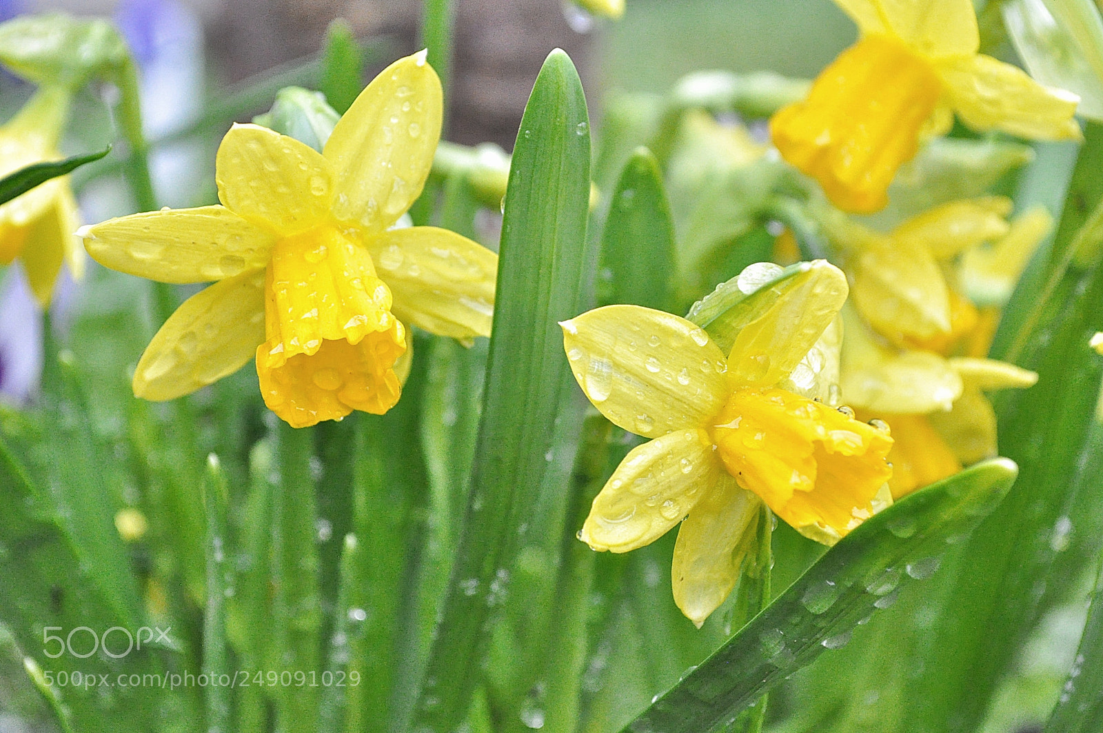 Nikon D5000 sample photo. After rain photography
