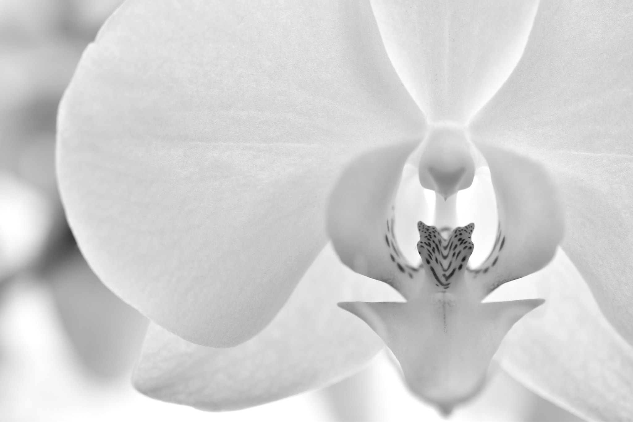 Nikon D5500 + Sigma 105mm F2.8 EX DG OS HSM sample photo. White orchid photography