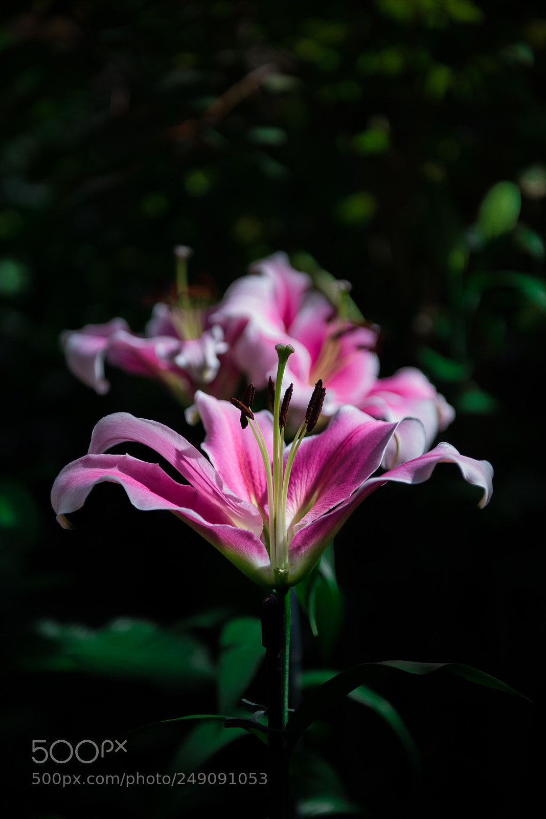 Nikon D810 sample photo. Pink lily photography