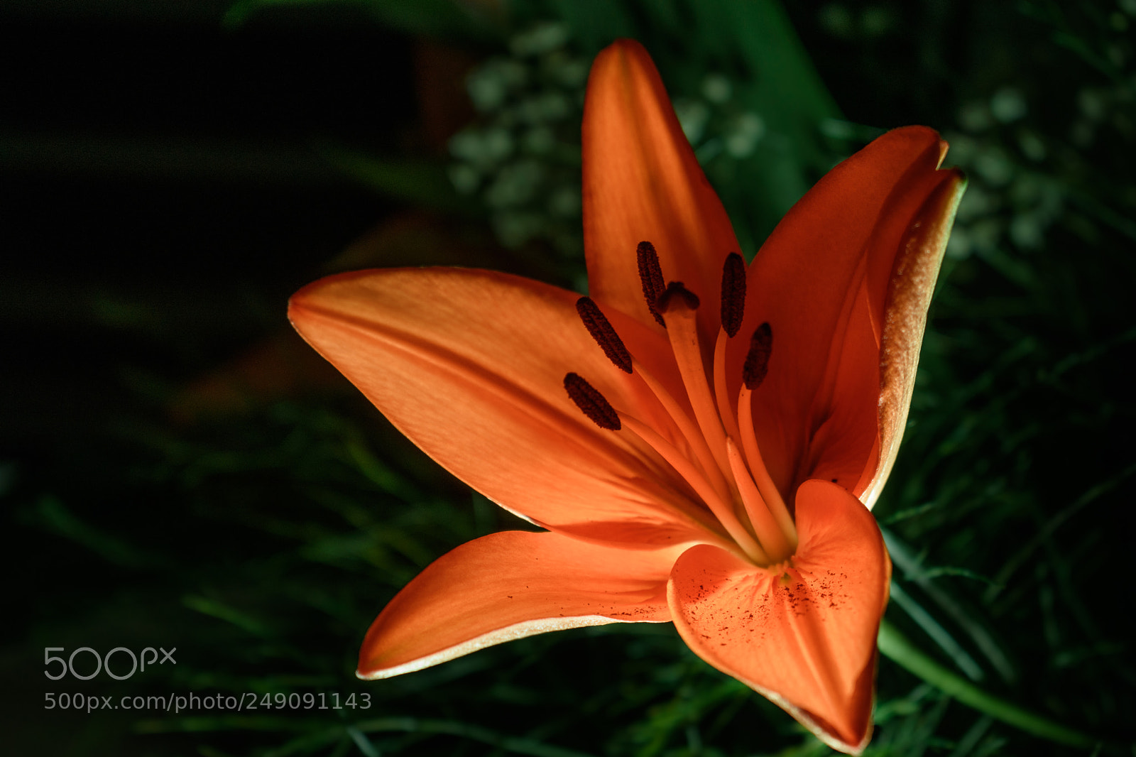 Nikon D5500 sample photo. Flower photography