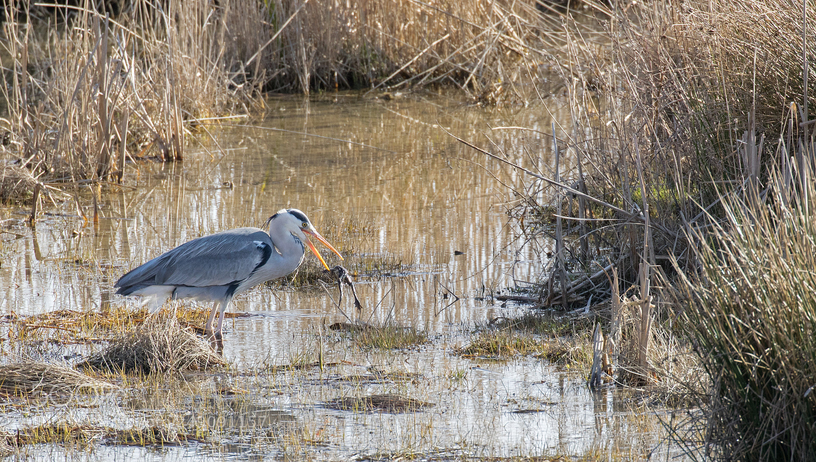 Canon EOS 7D Mark II sample photo. H ron cendr grenouille photography