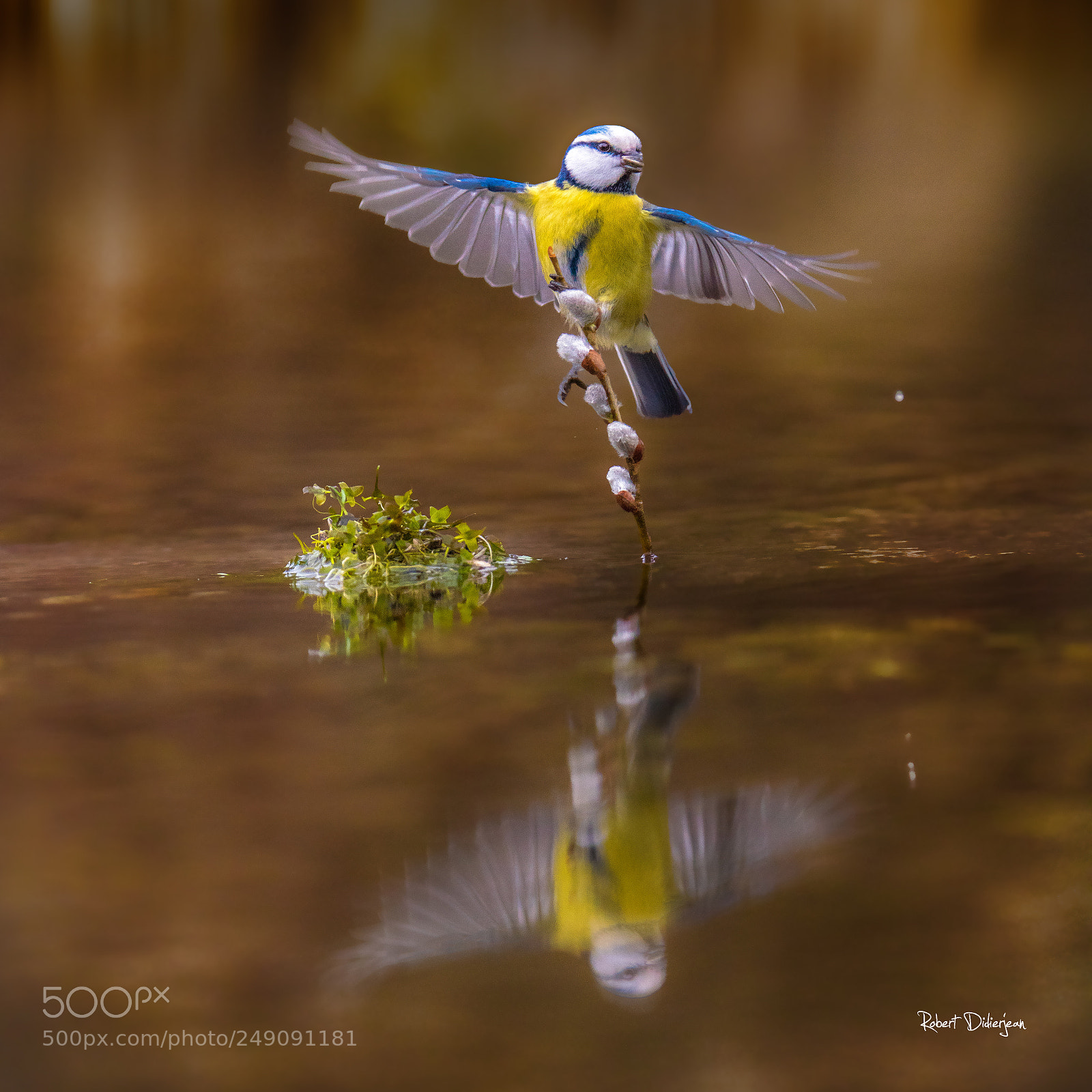 Nikon D810 sample photo. Blue tit photography
