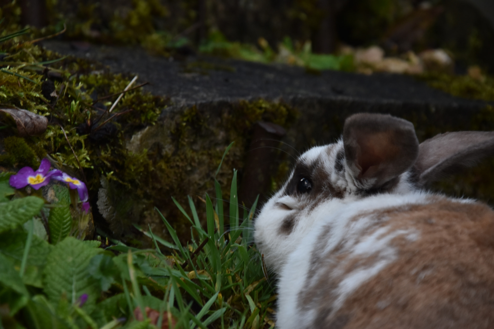 Nikon D5600 sample photo. Rabbit photography