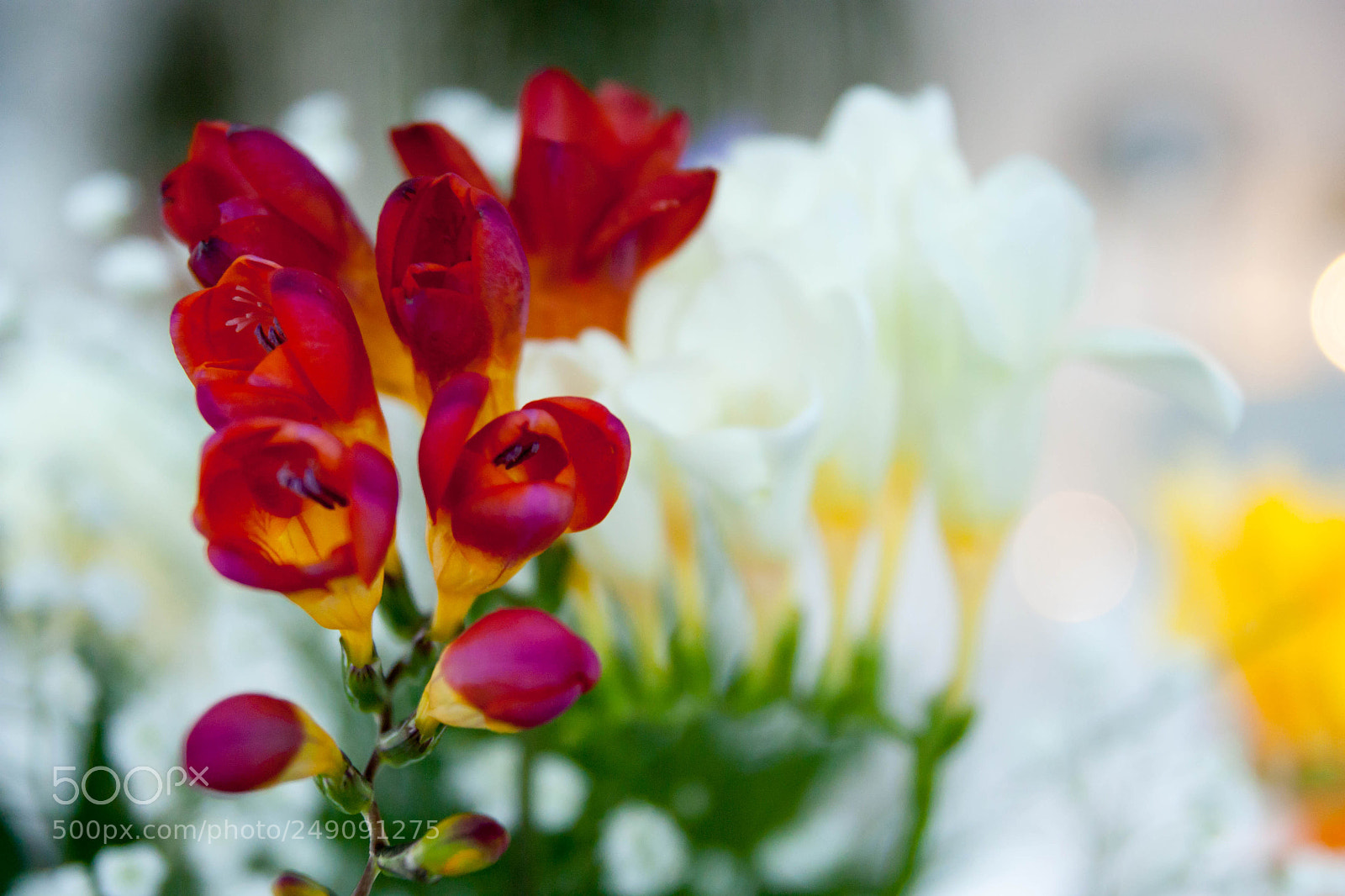 Canon EOS 450D (EOS Rebel XSi / EOS Kiss X2) sample photo. Freesia photography