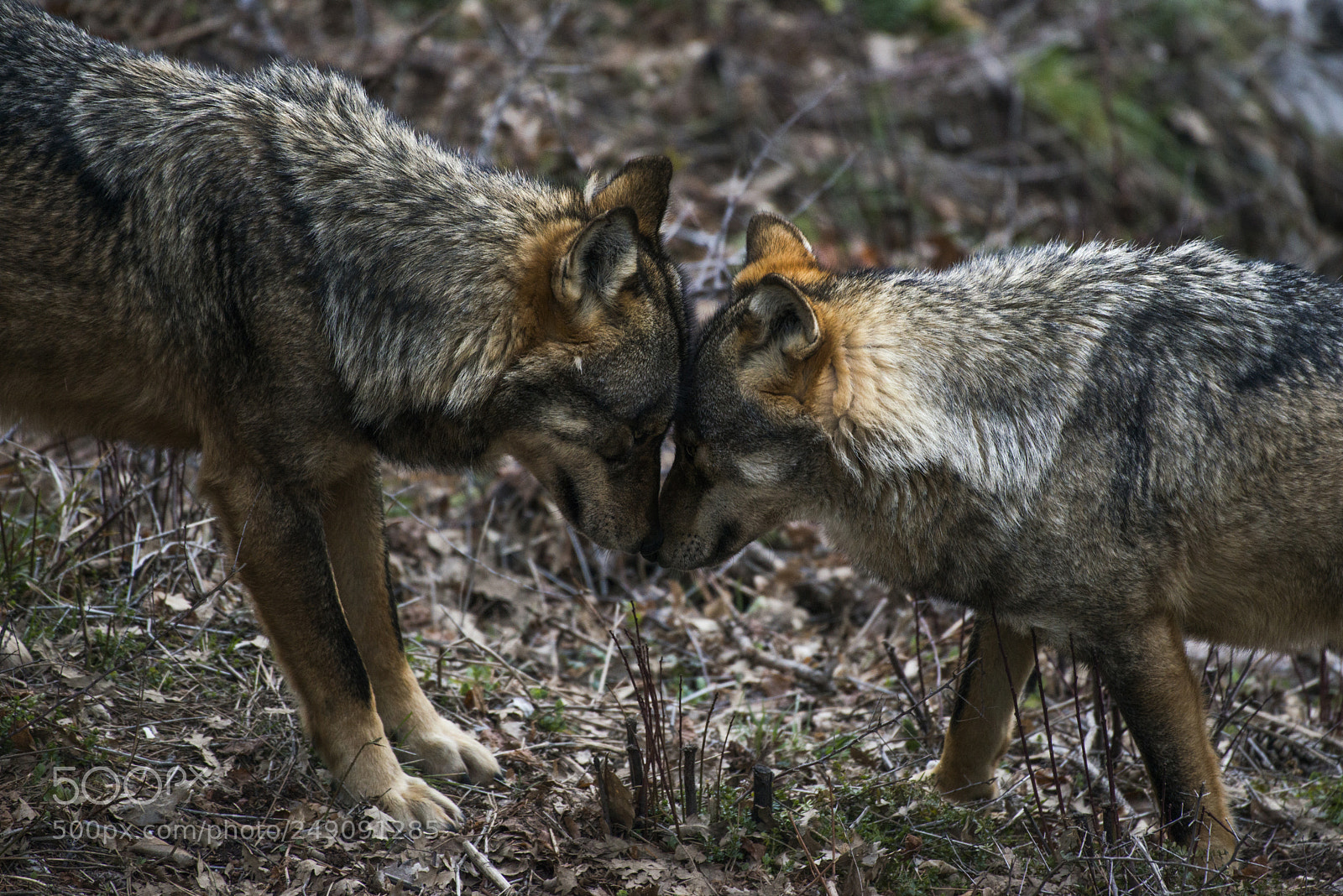 Nikon D800 sample photo. Make love not warcraft photography