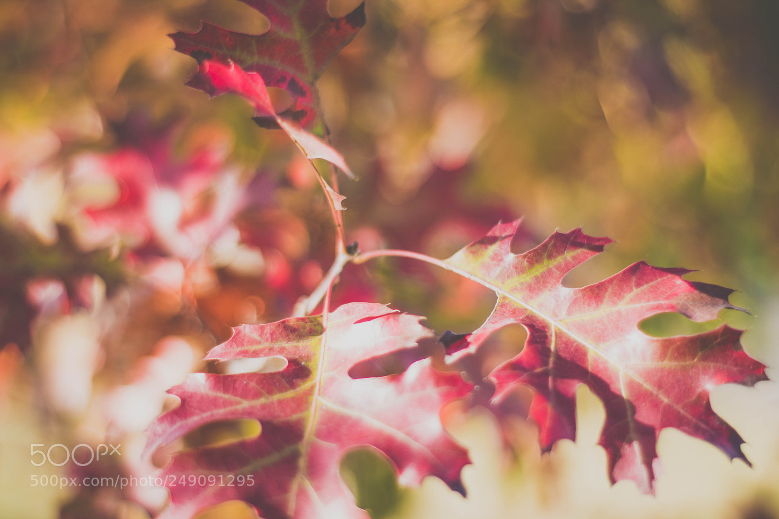 Canon EOS 1100D (EOS Rebel T3 / EOS Kiss X50) sample photo. Fall leaves photography