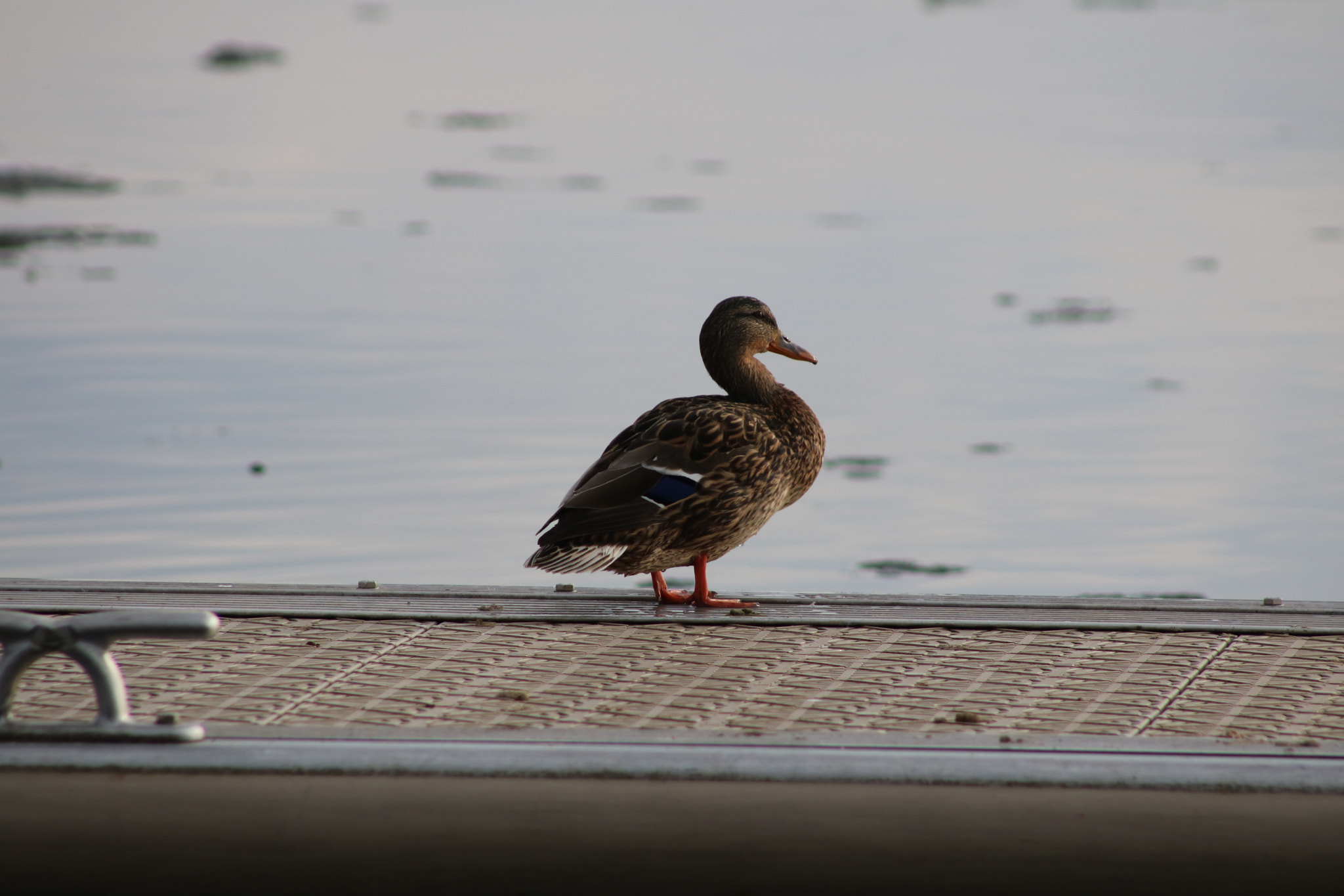Canon EF 75-300mm f/4-5.6 sample photo. Camera: canon eos 750d photography