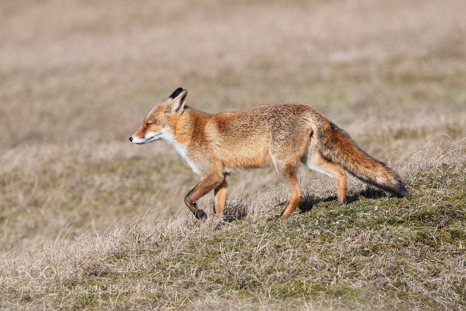 Nikon D500 sample photo. Foxy photography