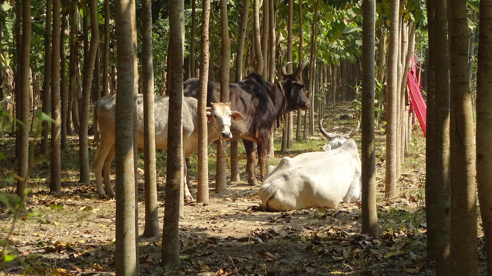 Sony Cyber-shot DSC-WX220 sample photo. Cows and branch of trees photography
