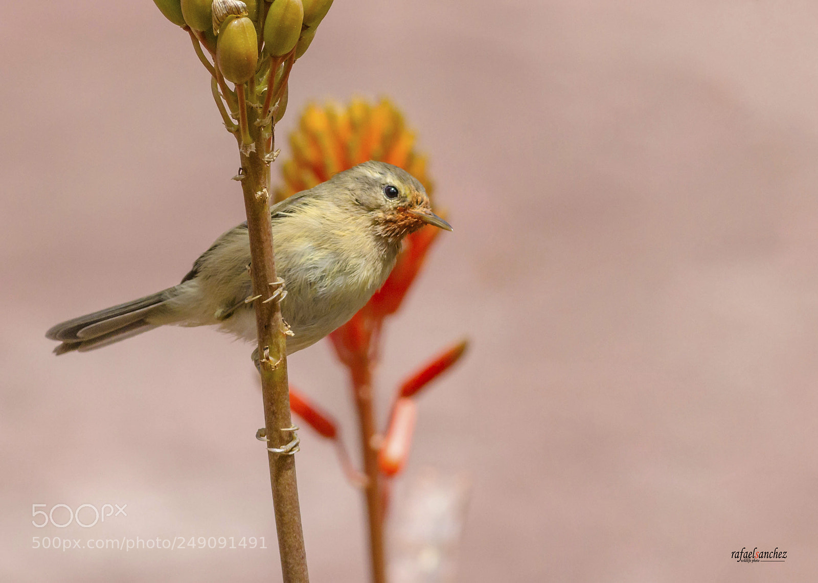 Canon EOS 7D sample photo. Mosquitero canario - canary photography