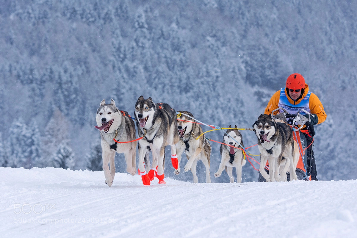 Nikon D7200 sample photo. Sled dog race inzell photography