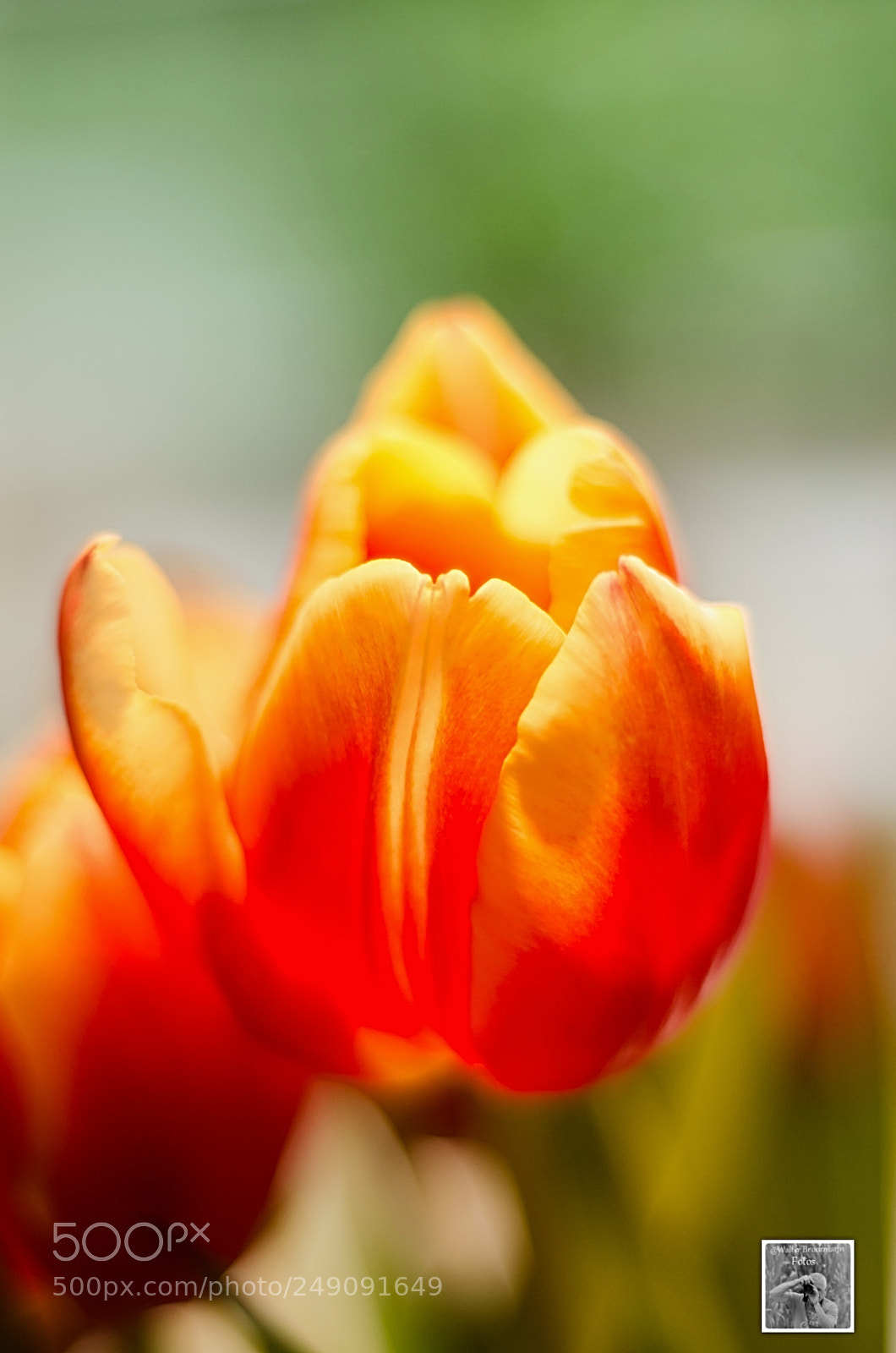 Nikon D7000 sample photo. Tamron 60mm 2.0 macro photography