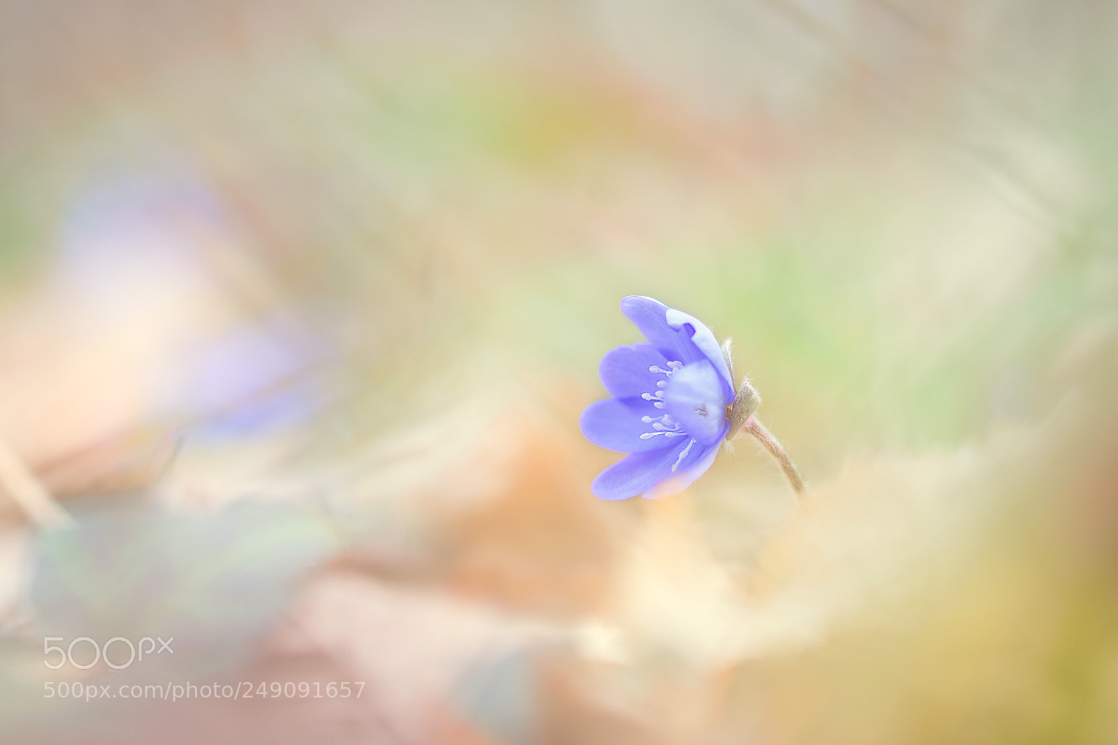 Nikon D5300 sample photo. Einsames leberblümchen photography