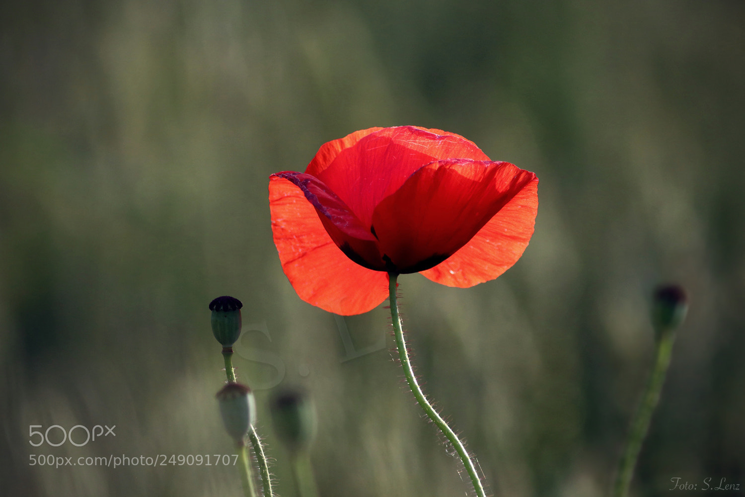 Canon EOS 650D (EOS Rebel T4i / EOS Kiss X6i) sample photo. Poppy in the evening photography
