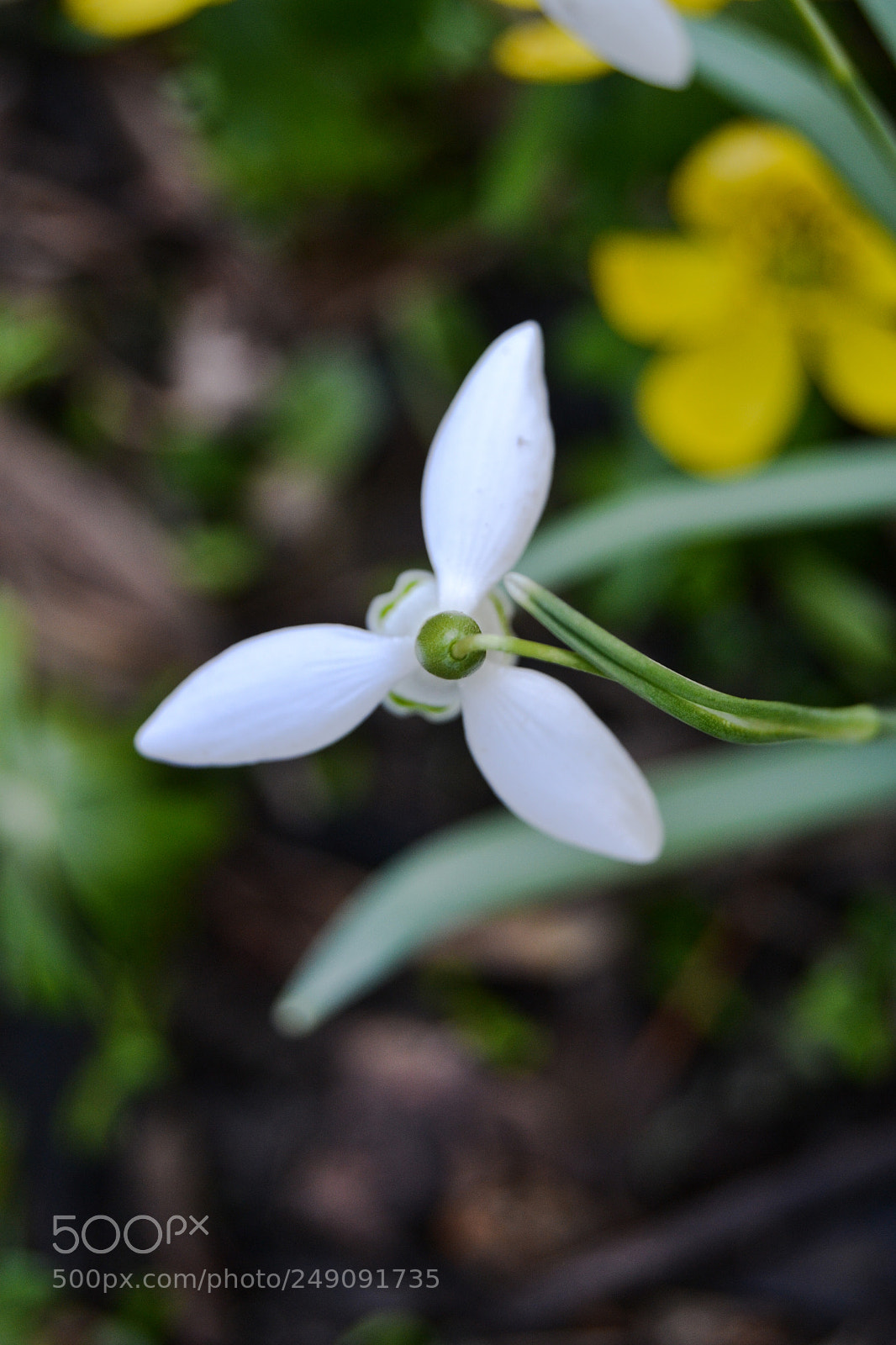 Nikon D3100 sample photo. Snowdrop perspective photography