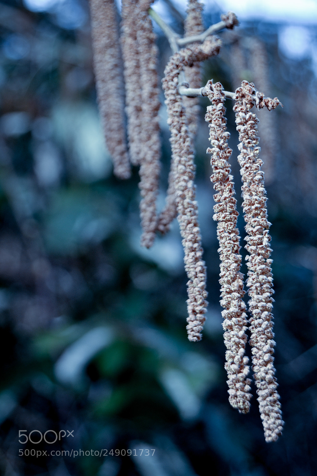 Nikon D3100 sample photo. Birch seeds photography