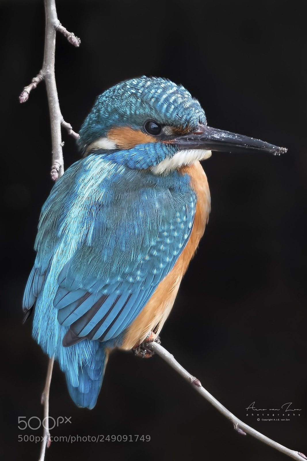 Canon EOS-1D X Mark II sample photo. Kingfisher... photography