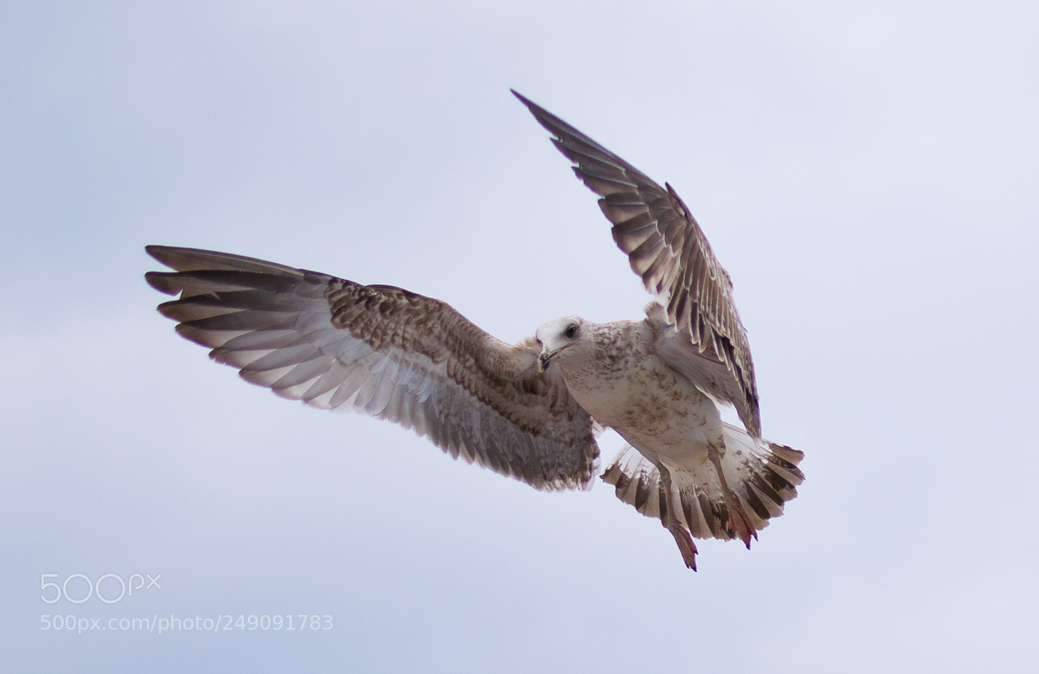 Nikon D5300 sample photo. Seagull photography