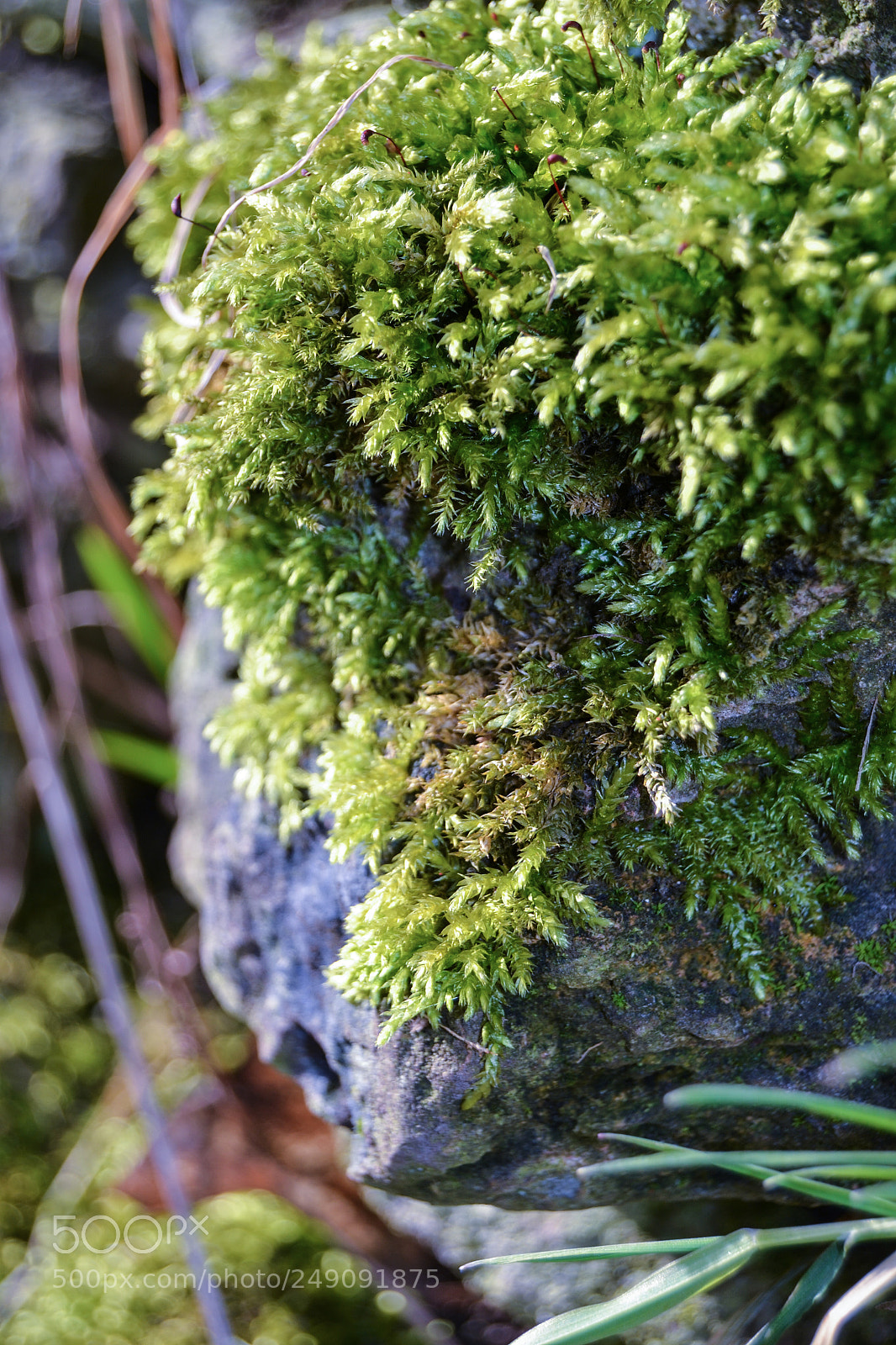 Nikon D3100 sample photo. Lots of moss photography