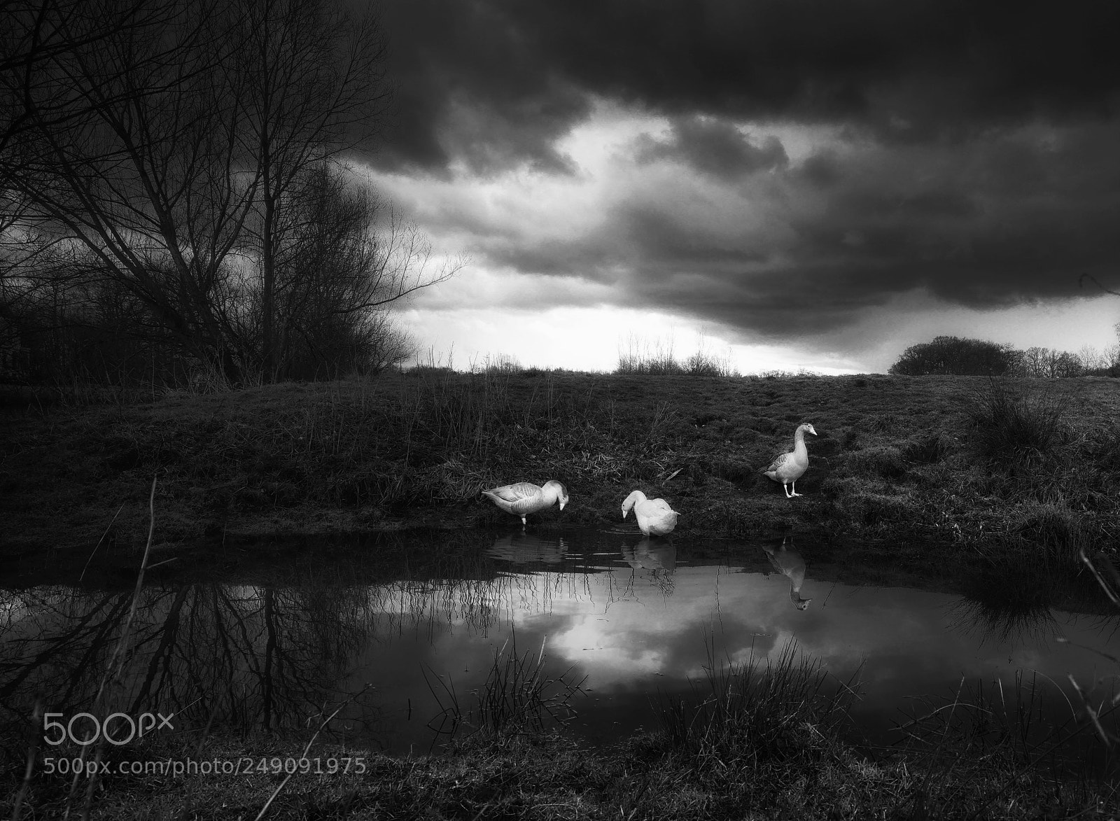 Sony a7R sample photo. A rainy day photography