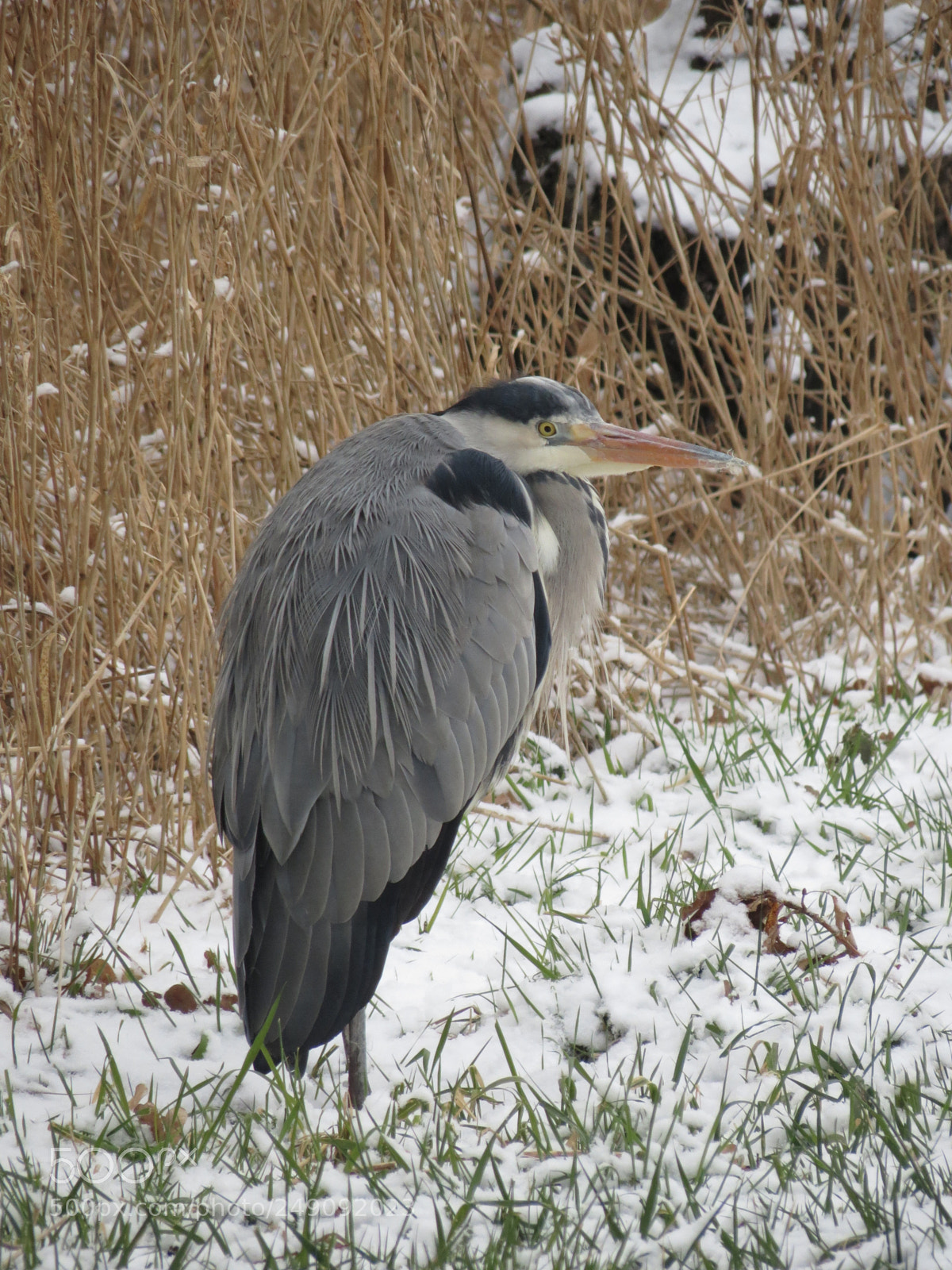 Canon PowerShot SX40 HS sample photo. Grey heron is waiting photography