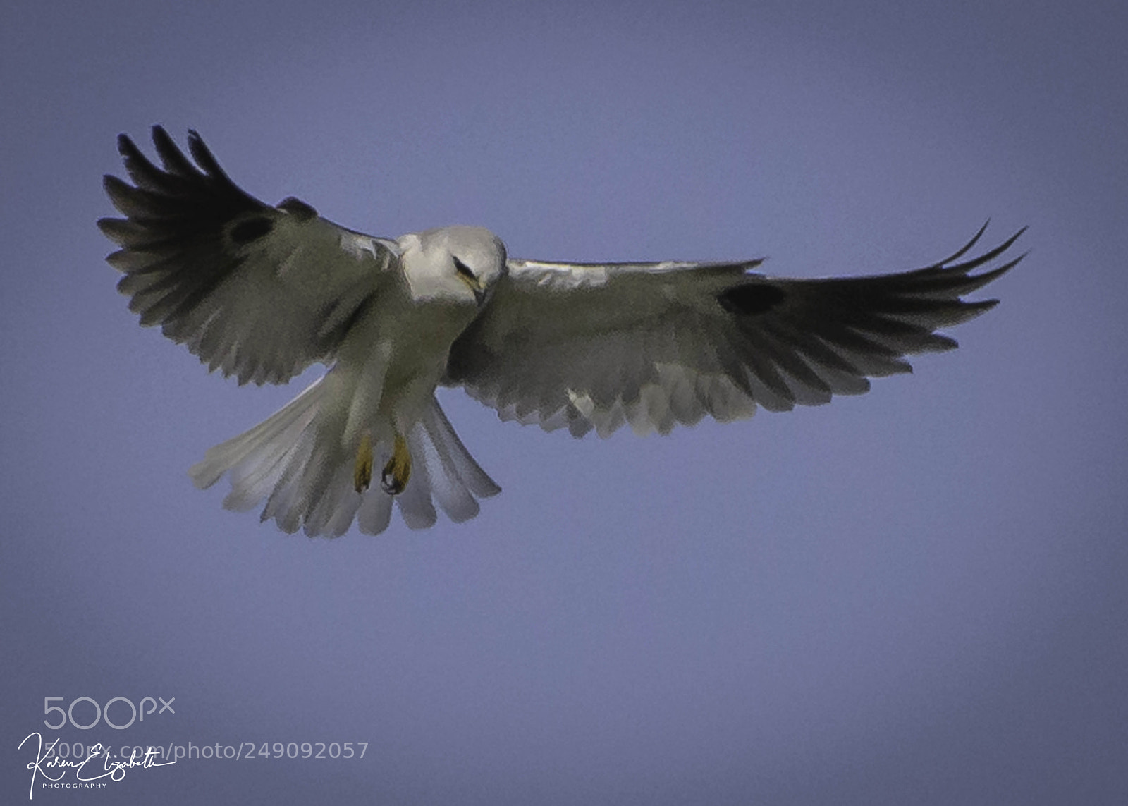 Nikon D600 sample photo. White-tailed kite photography