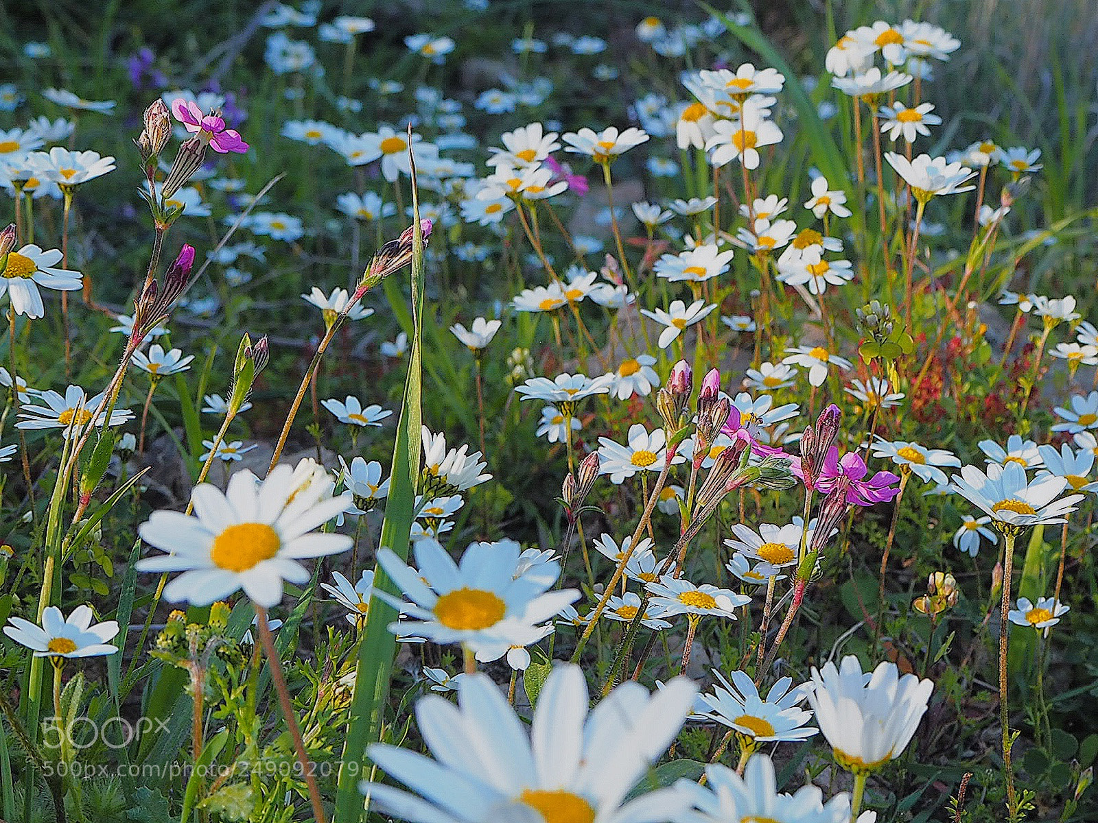 Olympus OM-D E-M10 II sample photo. A "sea" of ​​daisies.... photography
