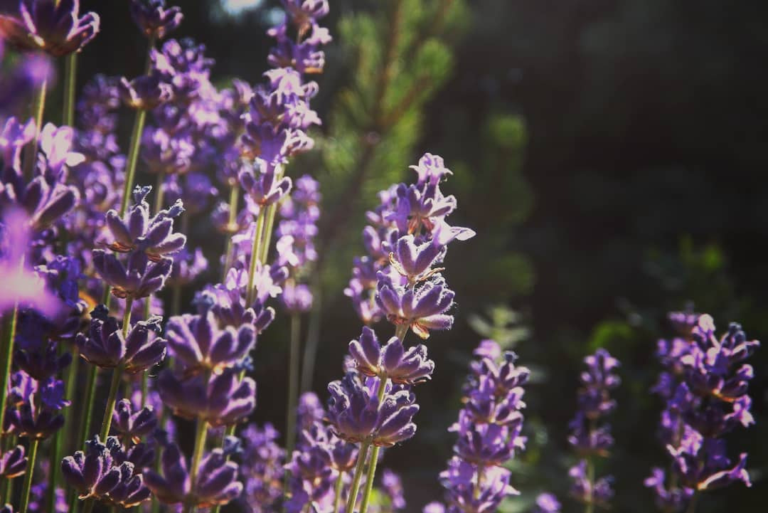 Levander\uD83D\uDC9C