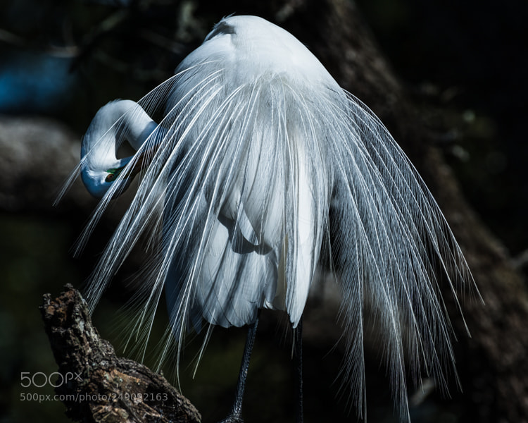 Nikon D800 sample photo. Great white egret photography