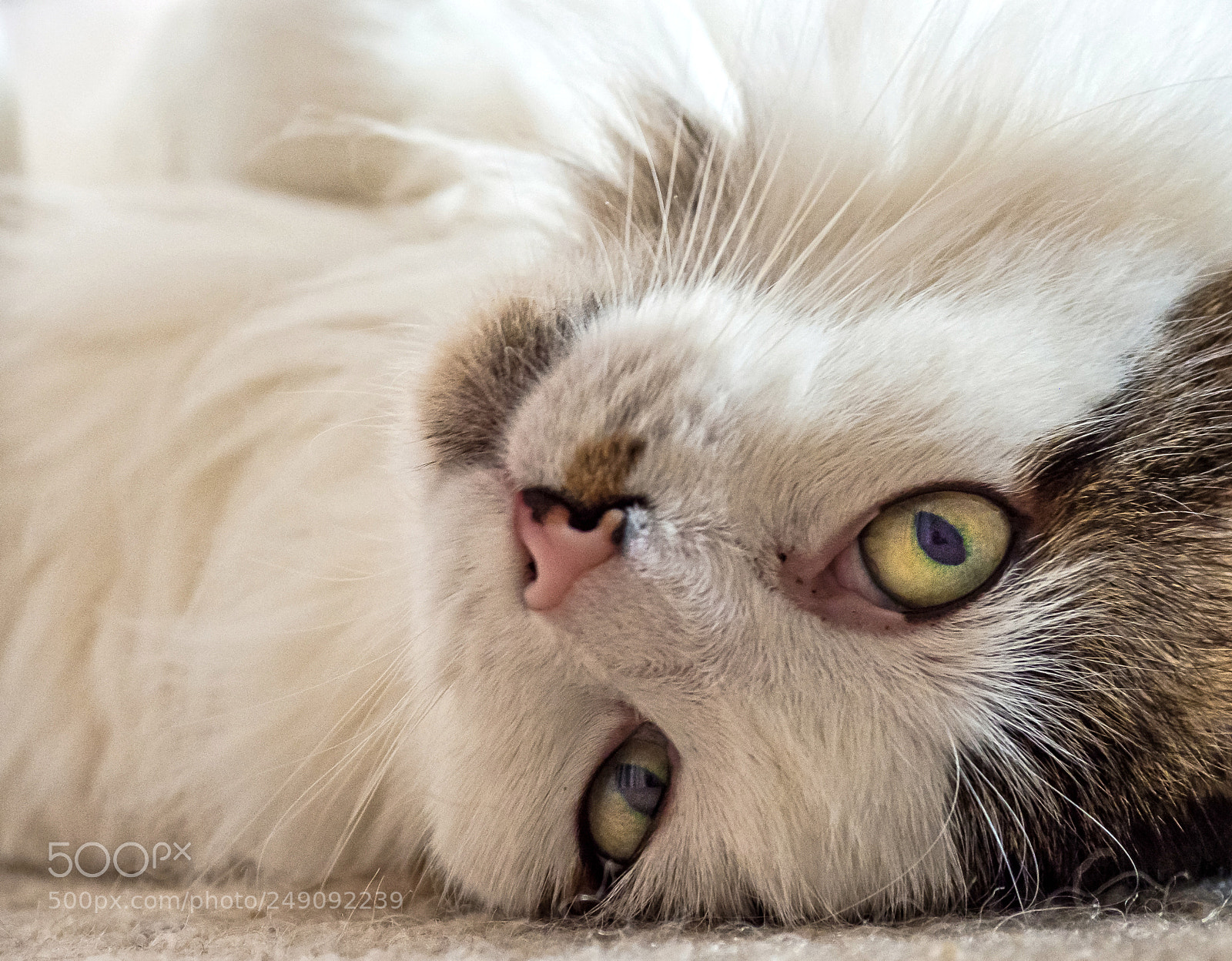 Olympus OM-D E-M1 Mark II sample photo. Olympus digital camera photography