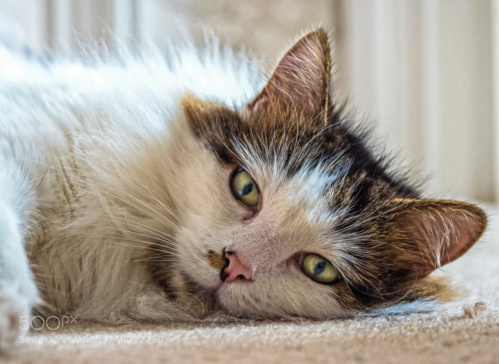 Olympus OM-D E-M1 Mark II sample photo. Olympus digital camera photography