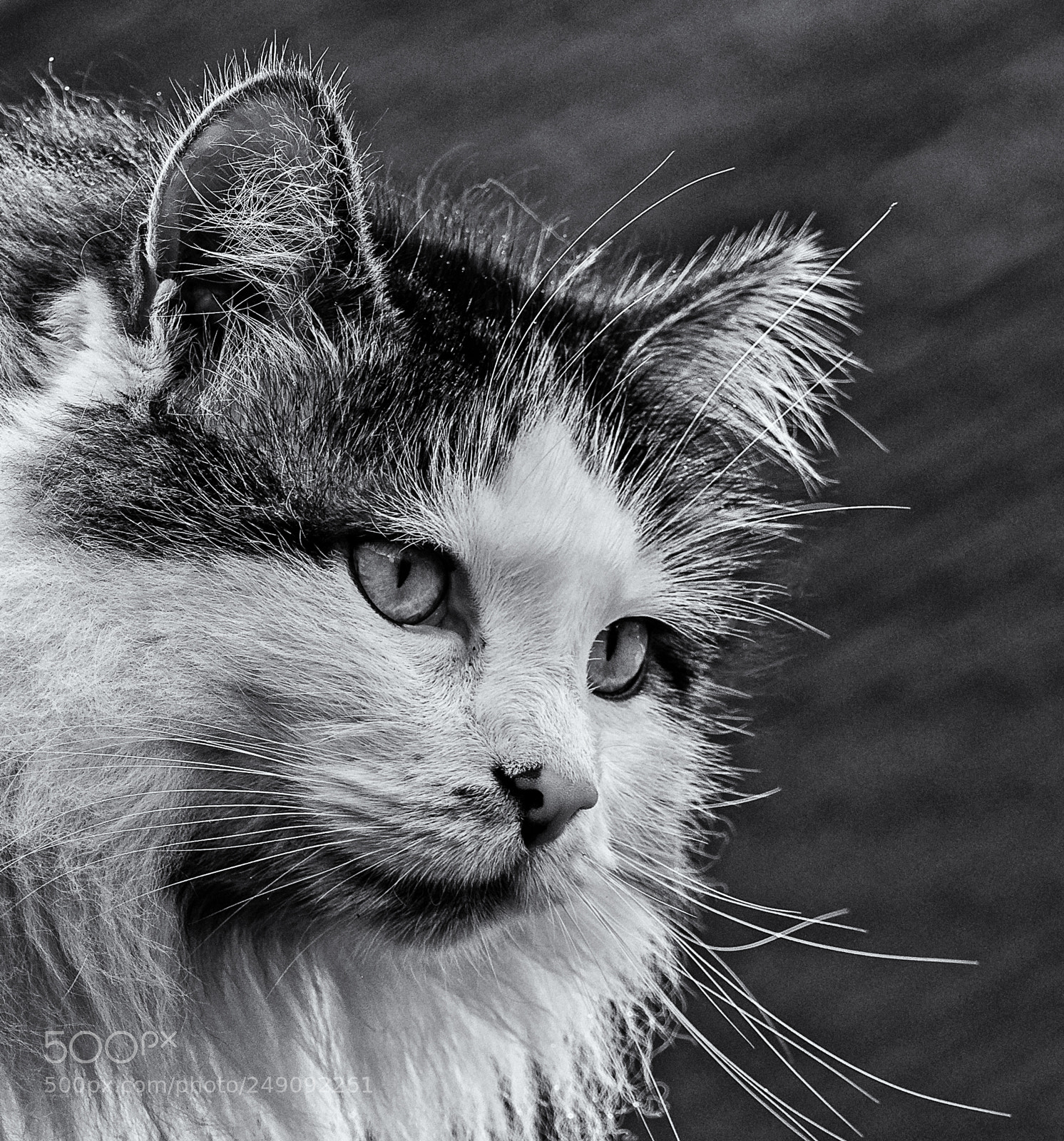 Olympus OM-D E-M1 Mark II sample photo. Olympus digital camera photography