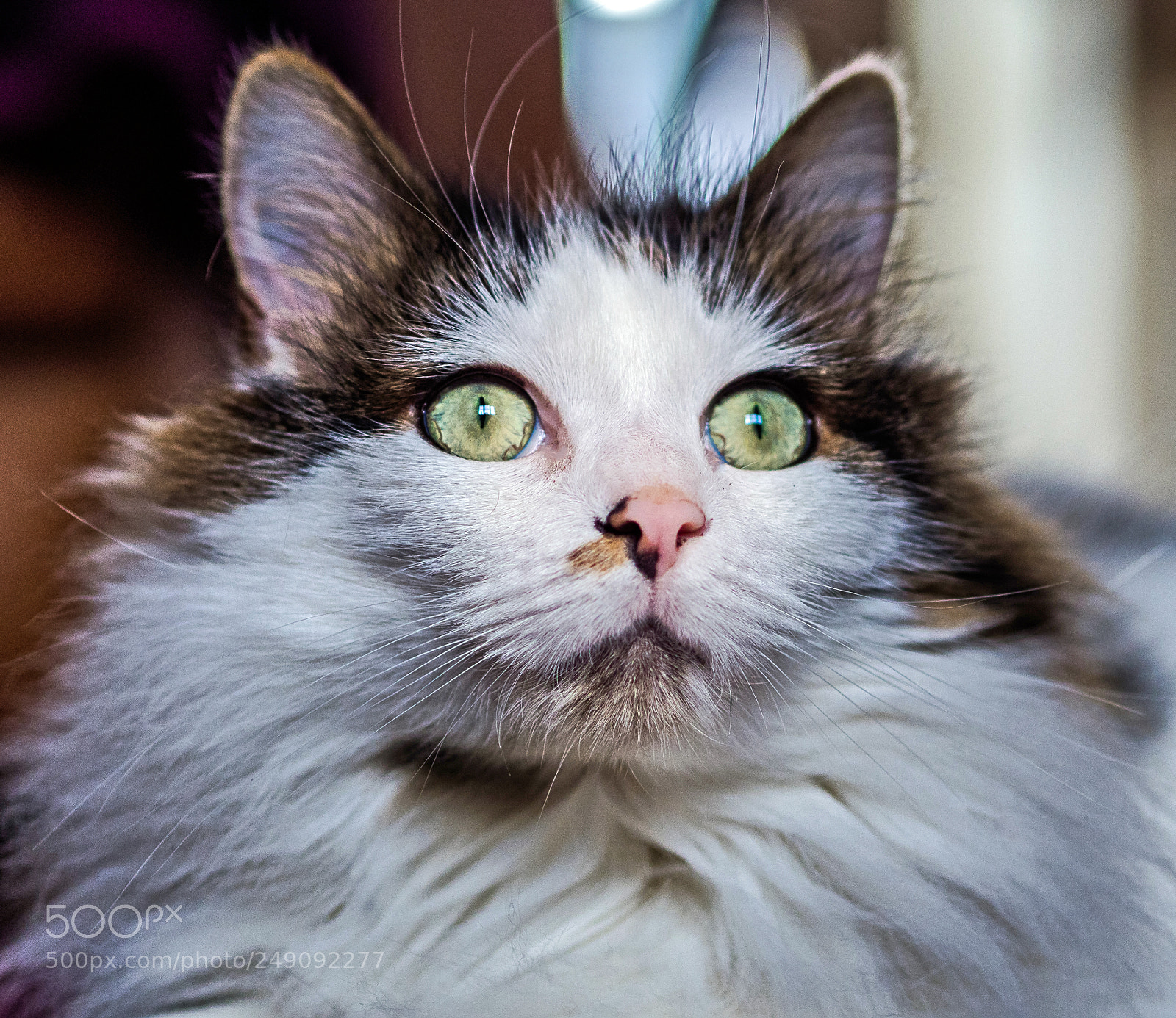 Olympus OM-D E-M1 Mark II sample photo. Olympus digital camera photography