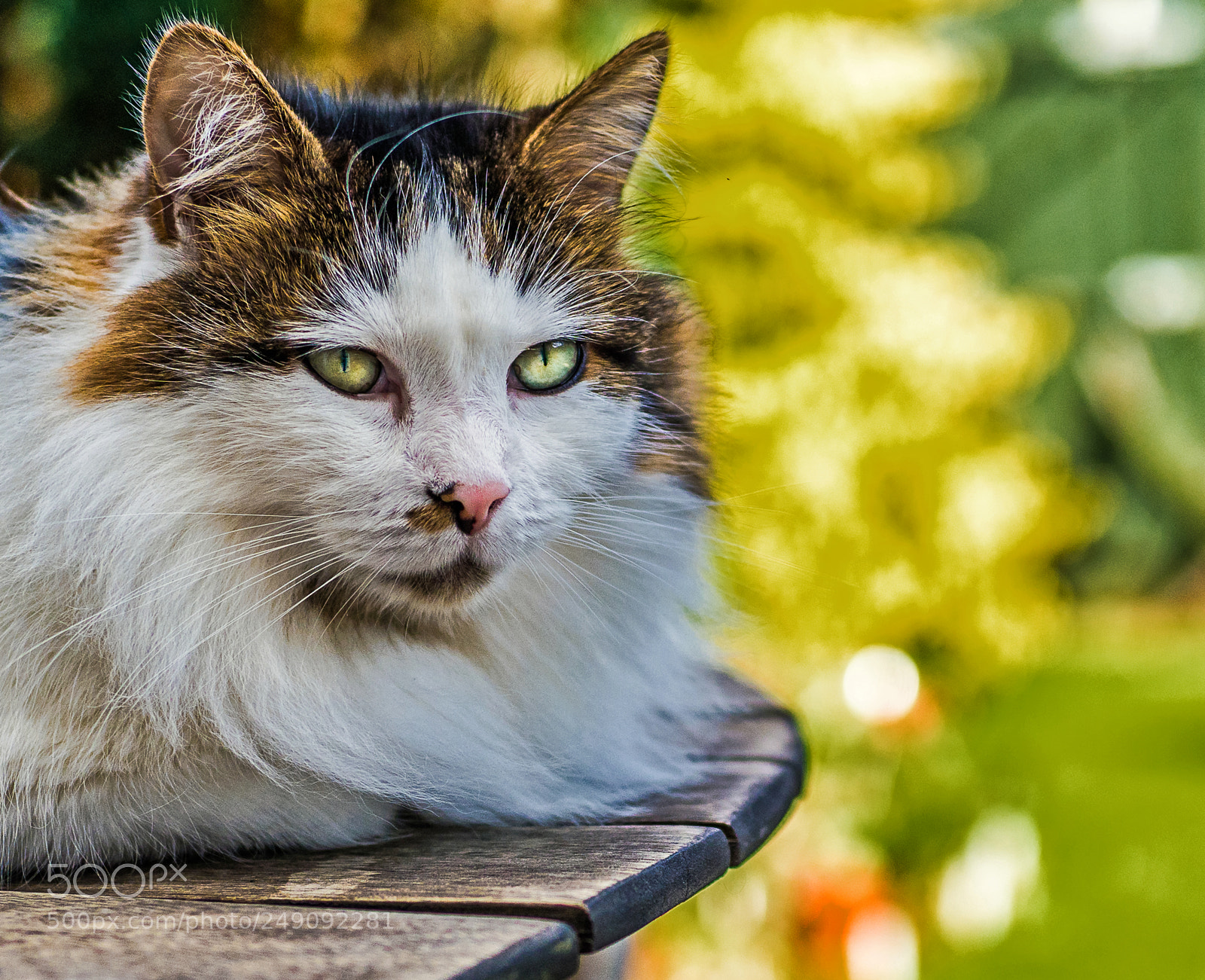 Olympus OM-D E-M1 Mark II sample photo. Olympus digital camera photography