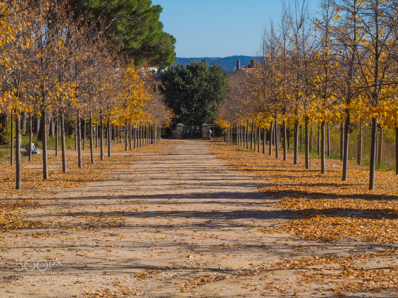Olympus OM-D E-M10 II sample photo. Simply autumn photography