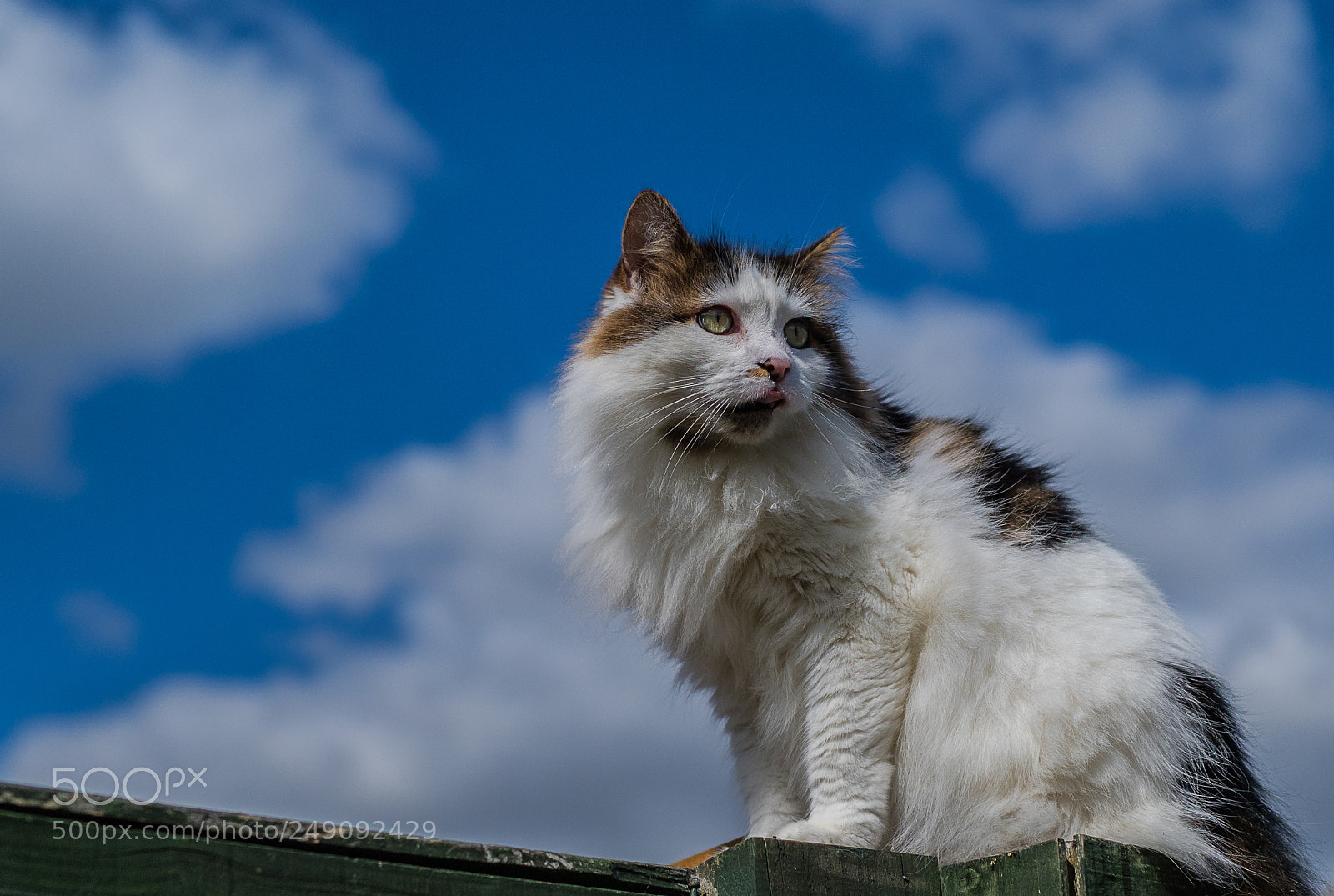 Olympus OM-D E-M1 Mark II sample photo. Olympus digital camera photography