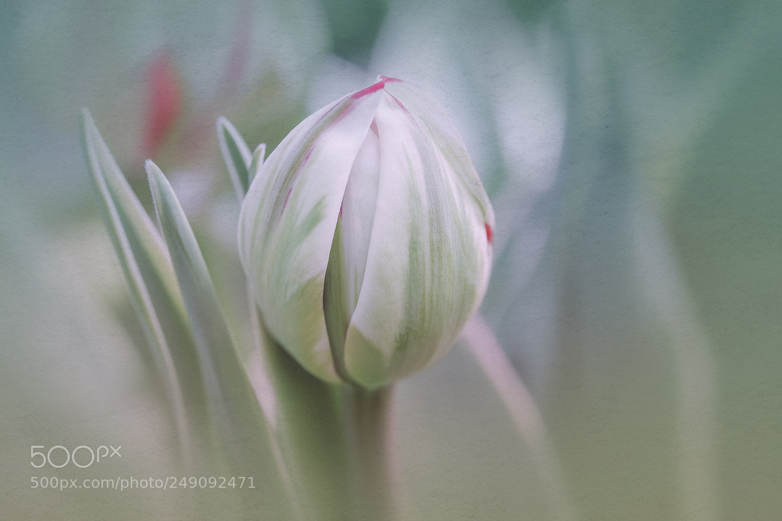Canon EOS 40D sample photo. Tulips photography