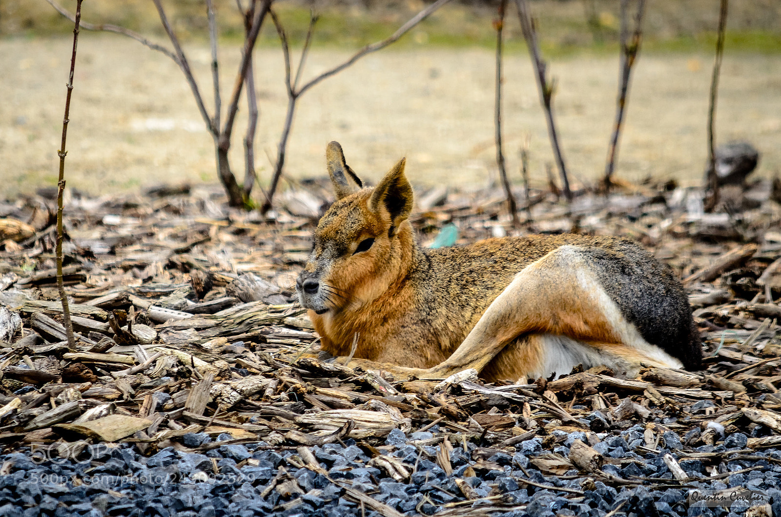 Nikon D7000 sample photo. Mara photography