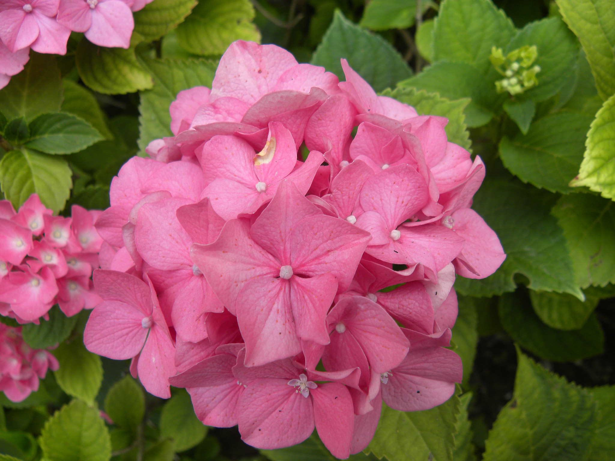 Nikon Coolpix P90 sample photo. Hortensia hydrangea macrophylla benelux (rose) photography