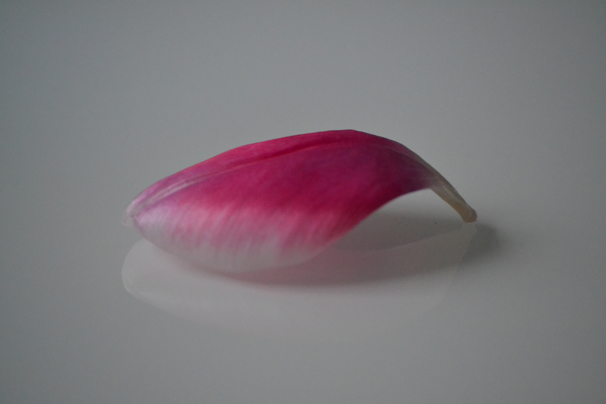 Nikon D3100 sample photo. Petal photography