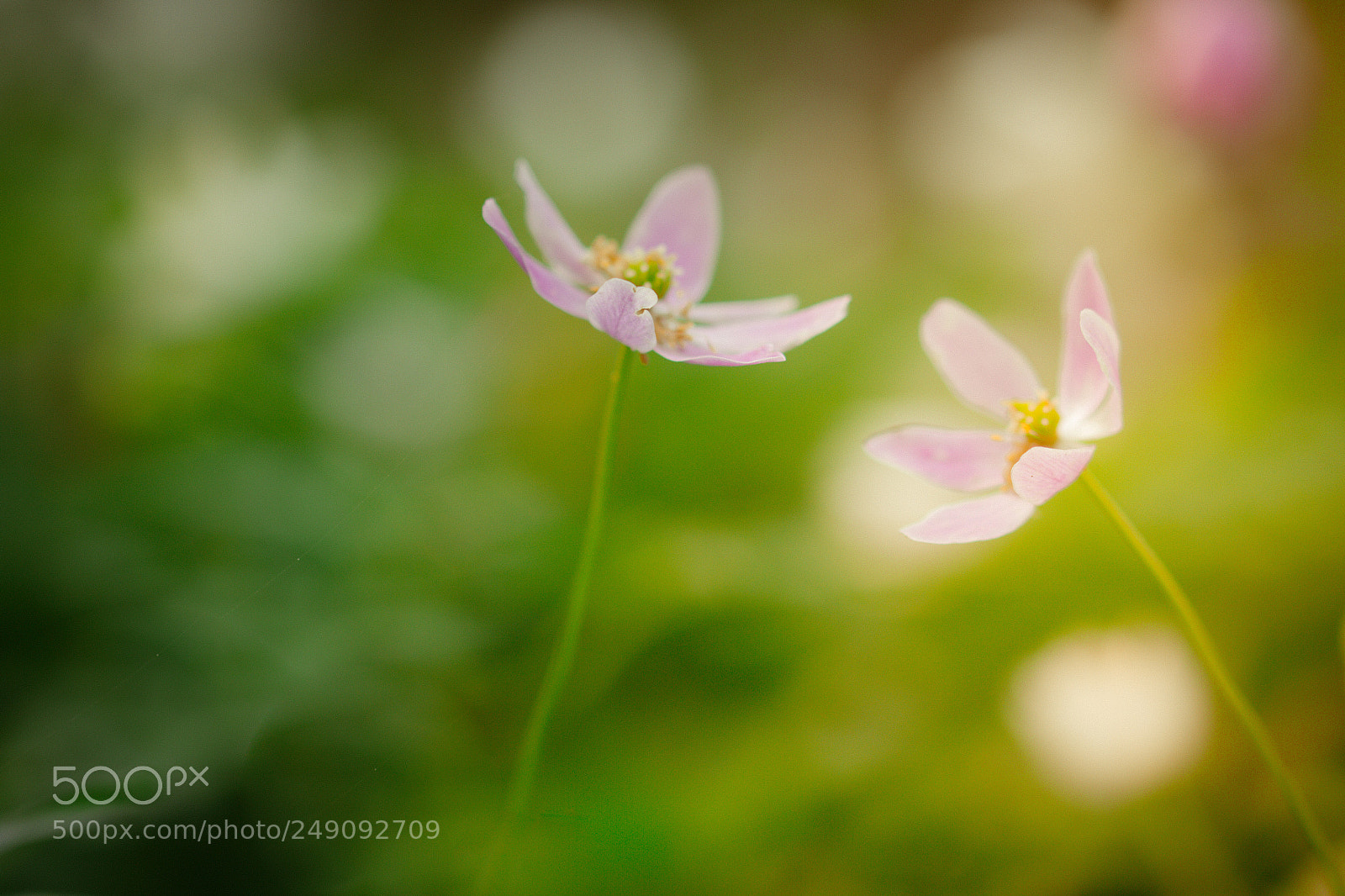 Canon EOS 7D sample photo. Maart photography