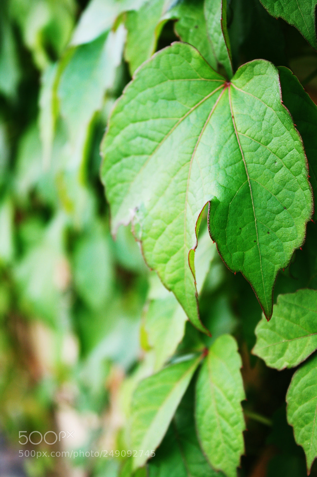 Canon EOS 1000D (EOS Digital Rebel XS / EOS Kiss F) sample photo. Ivy leaf photography