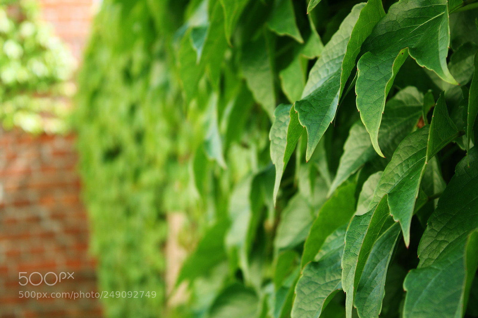 Canon EOS 1000D (EOS Digital Rebel XS / EOS Kiss F) sample photo. Lots of ivy photography